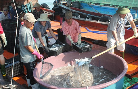 Ngư dân Quảng Bình tấp nập ra khơi