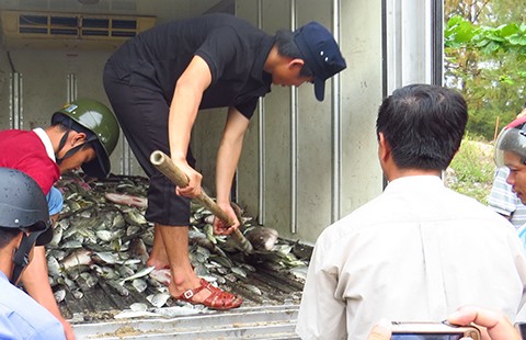 Tìm nguyên nhân cá chết tại Huế