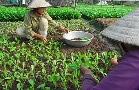 TP.HCM phối hợp sản xuất nông nghiệp sạch với Hậu Giang