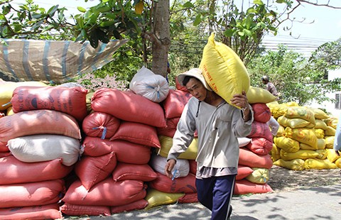 Thái Lan xả kho gạo khổng lồ, gạo Việt ‘nín thở’