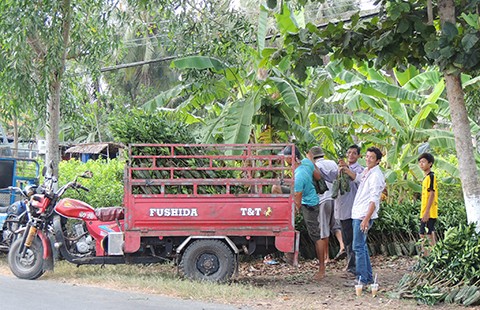 Nhiều giống cây ăn trái miền Tây ‘sốt’