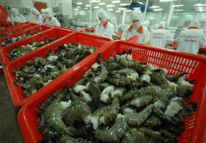 Tôm Việt được mua với giá cao tại Mỹ