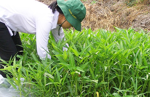Hết thời người trồng rau bán riêng, rau ăn riêng?