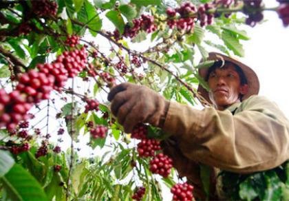 ‘Làm’ cà phê cũng được chứng nhận chất lượng phân bón!