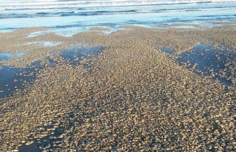 El Nino làm cá chết trắng Thái Bình Dương?