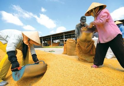 Giá gạo Việt giảm vì Thái Lan xả kho?