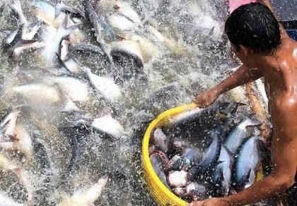 Người Thái thích ăn cá tra Việt Nam