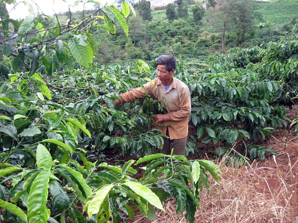 Trên 7.500 ha cà phê, tiêu… Tây Nguyên mất trắng