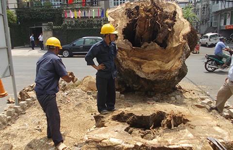 Mùa mưa, lên kế hoạch đốn hạ cây mục, yếu