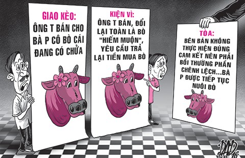 Bể kèo vì con bò không chịu chửa