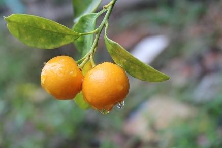 Án mạng từ chuyện 3 trái quất