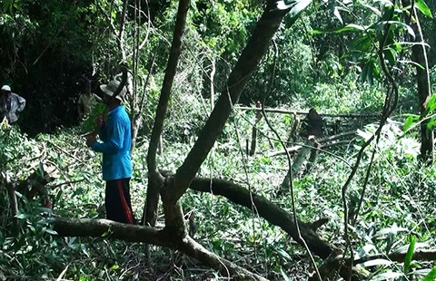 Phá 630 ha rừng tự nhiên để nuôi bò (?!)