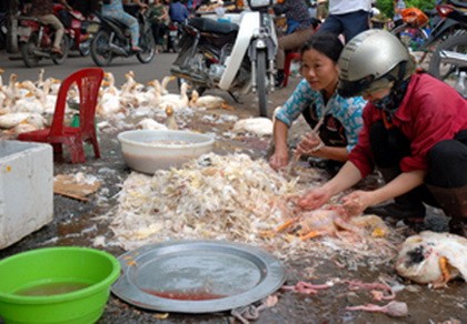 TP.HCM còn 55 điểm kinh doanh gia cầm sống trái phép