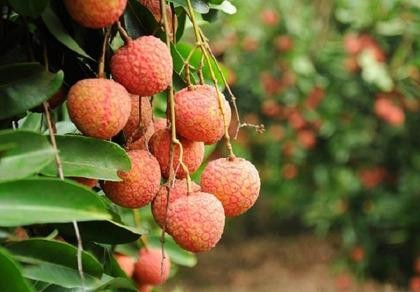 1 kg vải thiều gánh 8.000 đồng chi phí