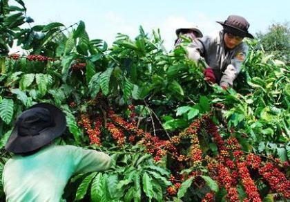 Giá cà phê lên ‘đỉnh’ cao nhất từ đầu năm