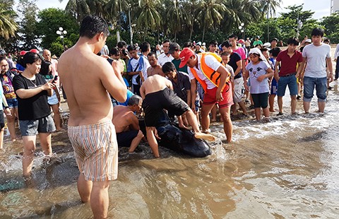 Nỗ lực cứu cá heo dạt vào biển Quy Nhơn