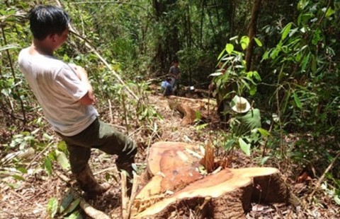 Truy bắt trùm phá rừng thủy điện Đồng Nai 5