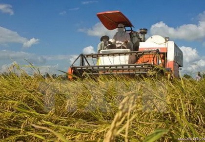 Bàn cách ‘giải cứu’ ngành gạo khỏi khó khăn
