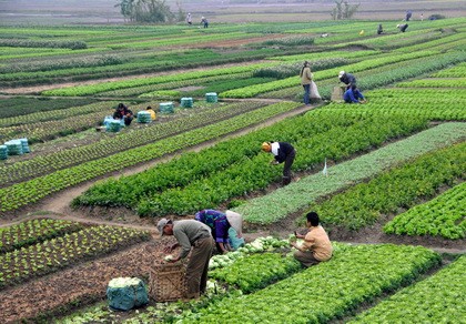 Nhật tăng mạnh đầu tư vào nông nghiệp