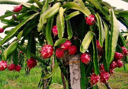 Xuất khẩu nhiều mặt hàng của Việt Nam sang Thái Lan