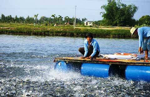 Hàng trăm sản phẩm thức ăn thủy sản lưu hành trái phép