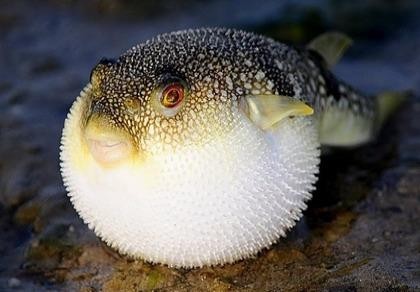 Liên tục ngộ độc do ăn cá nóc