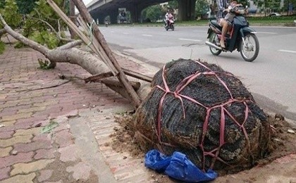 Hà Nội: Nêu tên các đơn vị trồng cây để nguyên bầu nylon