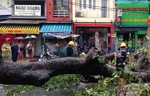 TP.HCM: Sáu ngày, 60 cây xanh ngã đổ