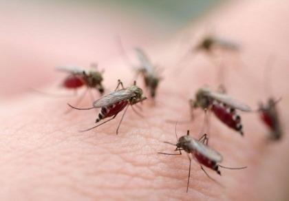 Phát hiện cùng lúc ba tác nhân gây bệnh do muỗi đốt