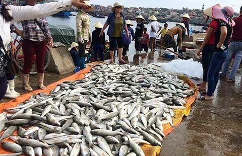 50 tấn cá chết ở Thanh Hóa là do tảo nở hoa