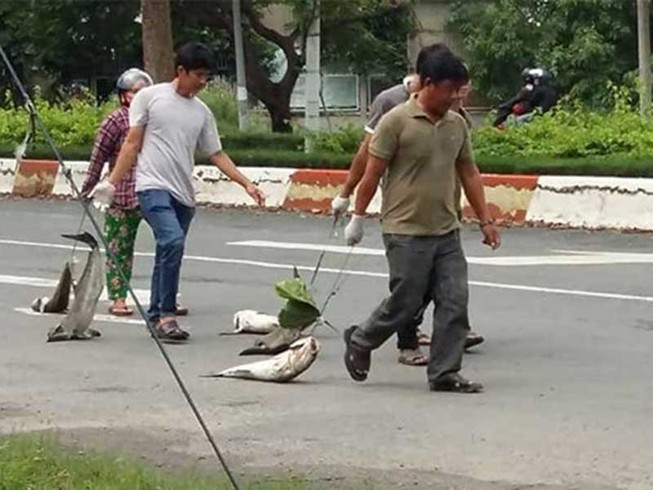 ‘Ăn cơm với cá’ có còn như ‘tình mẹ với con’?