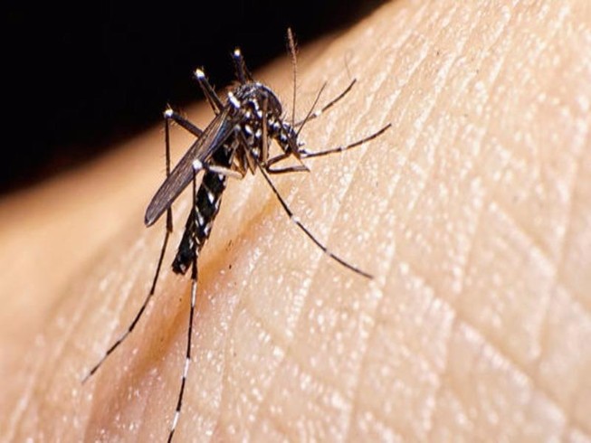 Một người không thể nhiễm Zika hai lần