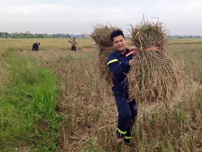 Gặt hết lúa trữ trong nhà tránh bão