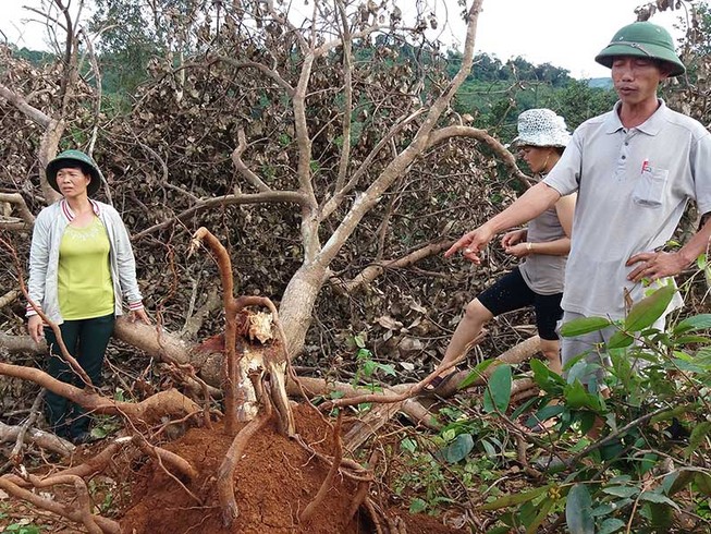 Rẫy của dân có trước dự án Công ty Long Sơn