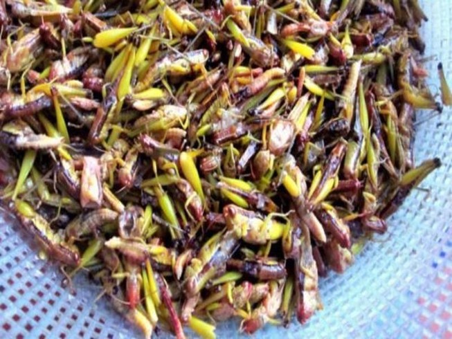 Ăn cào cào nướng, bé 4 tuổi nhập viện