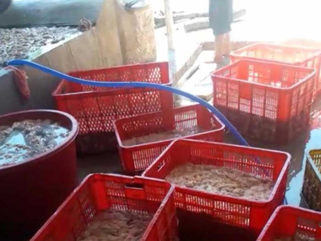 Đã nghe đã thấy: Ăn trong sợ hãi