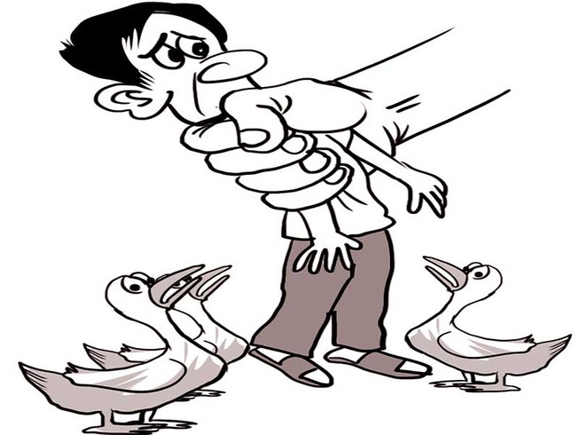‘Bảo… vịt’