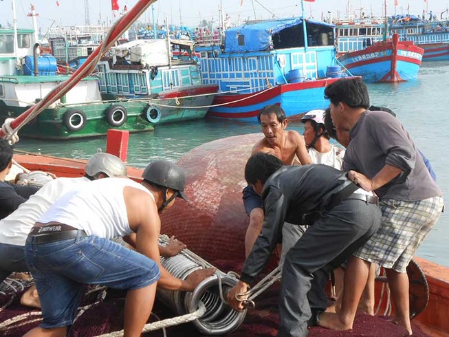 Ngư dân Lý Sơn hối hả vươn khơi dịp cuối năm