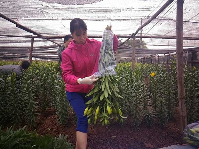 Hoa nở sớm, người trồng méo mặt