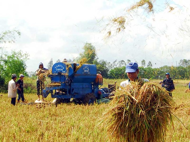 ĐBSCL đã triển khai 250.000 ha cánh đồng lớn