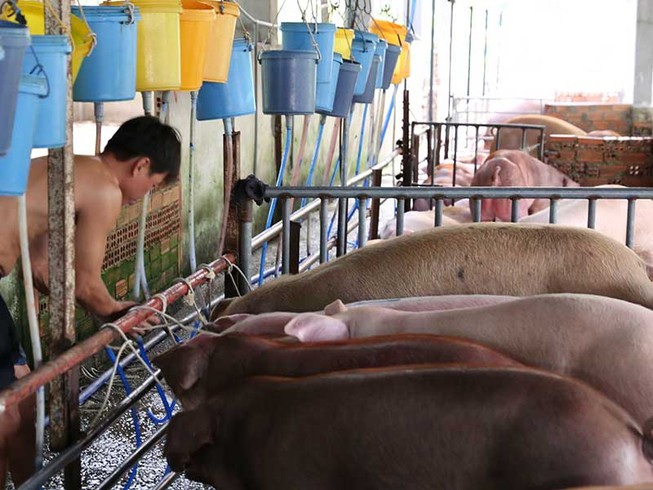 Lập chốt kiểm tra heo bơm nước là cần thiết