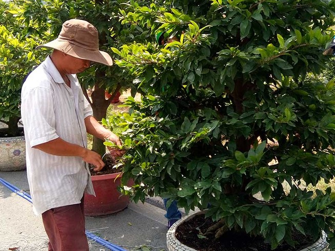 Dịch vụ thuê mai chơi tết hút khách