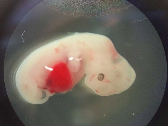 Hồn người, xác heo gây tranh cãi dữ dội