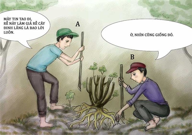 Tình huống kỳ 27: Giả rễ đinh lăng đem bán