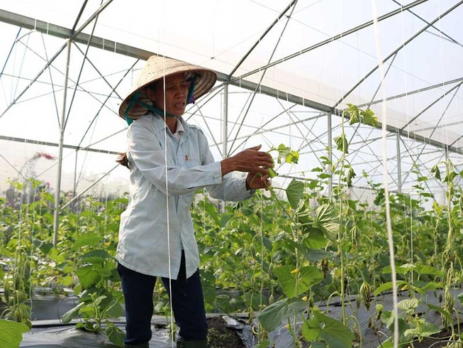 Ai phá Nông trang Xanh?