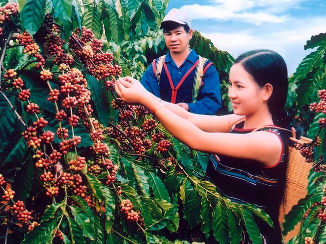 Thăm xứ sở cà phê sạch Đắk Hà