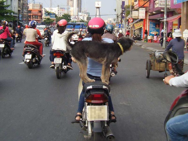 Chở chó trên xe máy có bị phạt?