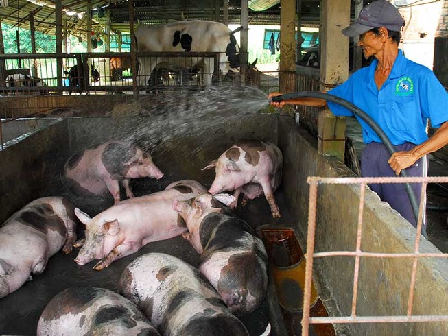 Lỗ nặng, ‘thủ phủ’ nuôi heo cả nước lao đao