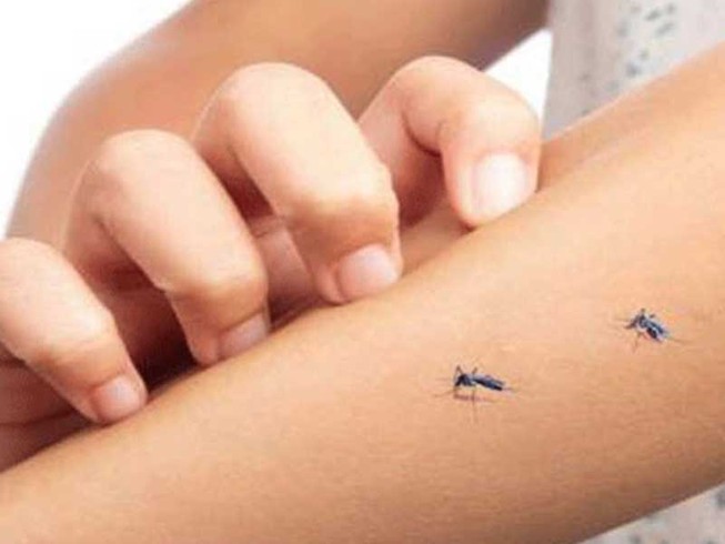 Đừng tưởng muỗi thích cắn bạn vì… thịt thơm