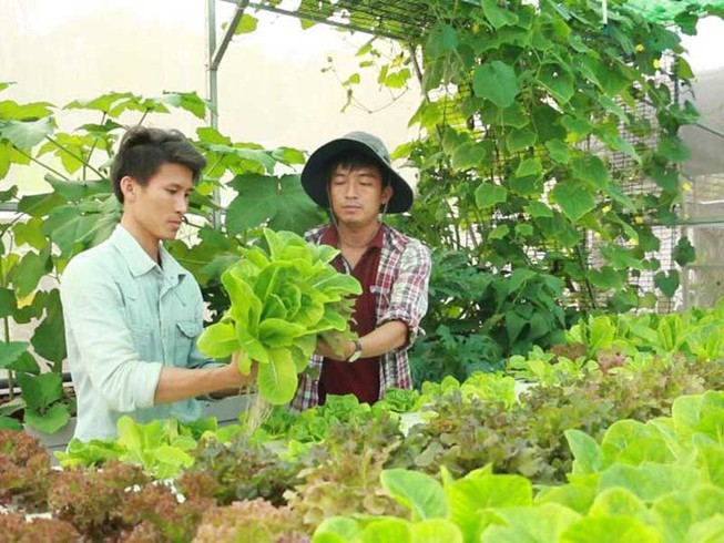 Tạm bỏ nghề đạo diễn để trồng rau sạch